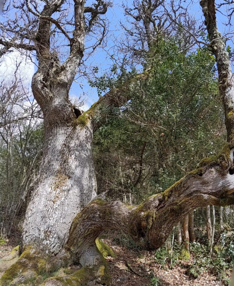Pradera junto al río Bubín