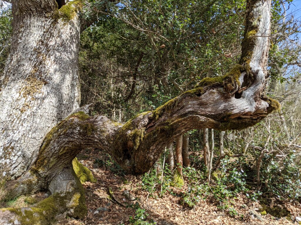Sendero hacia la caseta